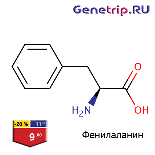 L-Phenylalanine-genetrip.gif